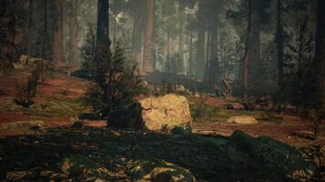 Majestic Sequoia Forest, A Dense Woodland of Trees and Rocks. dark forest video