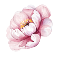 acquerello Vintage ▾ rosa peonie, primavera fiore per disegno, nozze, tessile, saluto carte. isolato. eleganza retrò botanico illustrazione png