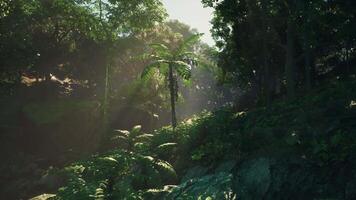 A Verdant Wonderland Teeming With Ancient Giants. dark forest video