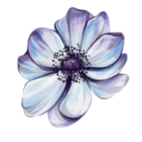 acquerello blu anemone, primavera fiore per nozze, saluto carte, tessuto. eleganza Vintage ▾ botanico illustrazione png