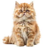 olden persian kittens curious gaze, a portrait of innocence and softness png