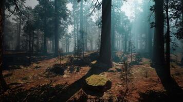 Sequoia Forest Filled With Trees and Rocks. dark forest video