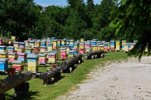 idílico apicultura negocio granja en pintoresco naturaleza foto