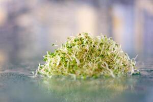 Sprouted vegetable seeds for raw food diet, healthy food concept Sprouted seeds with fluffy alfalfa micro roots closeup. Growing microgreens concept of healthy eating, healthy food, vegetarianism. photo