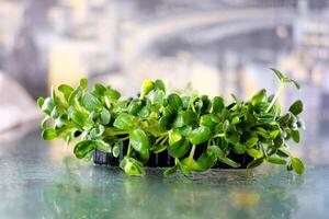 Gardening. water green sprout. Green sunflower seedling is watered by female gardener Concept of agriculture, gardening. Water drops. Hostess manually waters young seedlings in soil photo