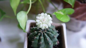 Blooming cactus white flower in ceramic pot video