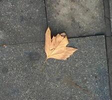 yellow leaf on the ground photo