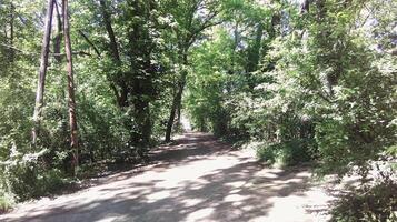 un día en el bosque parque foto