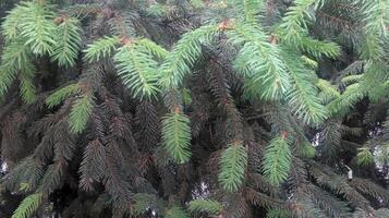natural generic vegetation outside photo