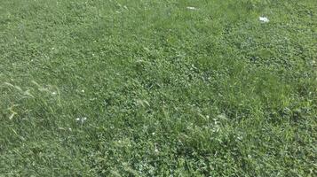 grass on meadow photo