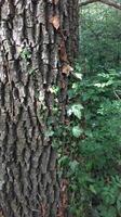 A day in the forest park photo