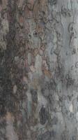 tree trunk texture photo