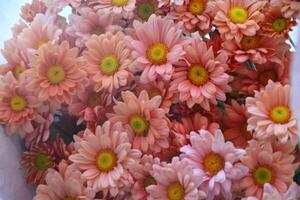 Close up of beautiful pink Chrysanthemum Flowers, photo