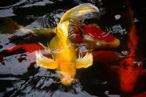 Golden yellow fancy carp fish photo