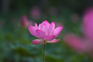 Pink lotus flowers bloom against a blurred green background of lotus leaves. photo