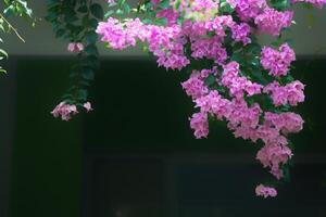 Purple and pink bougainvillea flowers catch the sunlight. photo