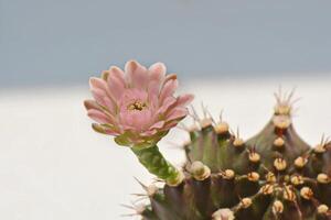 Abstract, background, texture. Small pink cactus flowers are blooming. Plant and gardening. photo