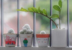 Decoration the home and garden with plants such as cactus and ZZ plant, air purifying trees photo