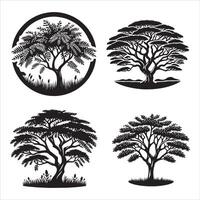 Acacia tree silhouette icon graphic logo design vector