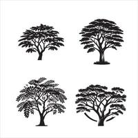 Acacia tree silhouette icon graphic logo design vector