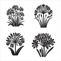 agapanthus silueta icono gráfico logo diseño vector