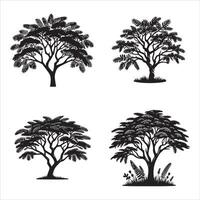 Acacia tree silhouette icon graphic logo design vector