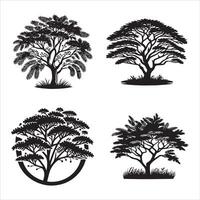 acacia árbol silueta icono gráfico logo diseño vector