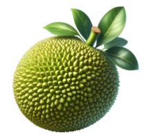 Jackfruit Jackfruit without background png
