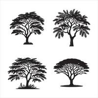 Acacia tree silhouette icon graphic logo design vector