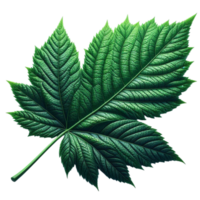 Generated Ai Green leaf png