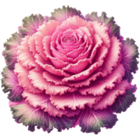 généré ai rose décoratif chou ornemental chou frisé png