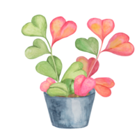 vert et rose amoureux hoya dans aquarelle. hoya Kerrii l'amour plante dans une pot clipart isolé sur blanc Contexte. mères, les pères journée main tiré conception pour impression, cartes, bannières, cadeau emballage png