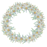 Round wreath of edelweiss flowers. Hand drawn watercolor clipart, minimalistic floral style in pastel colors. Design template for postcard, invitation, printing, weddings, isolated on white background png