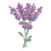 Lavender bouquet of purple, periwinkle, lilac flowers composition. Hand drawn lavandula watercolor clipart. Isolated design for beauty, cosmetics, labels, organic products, spa, aromatherapy, wellness png