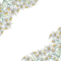 hoek kader met edelweiss bloemen. hand- getrokken waterverf clip art, bloemen rustiek stijl in pastel kleuren. ontwerp sjabloon voor ansichtkaart, uitnodiging, afdrukken, bruiloft, geïsoleerd Aan wit achtergrond png