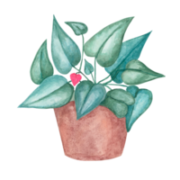 corazón helecho planta en un maceta, acuarela. rosa, verde amor planta clipart aislado en blanco antecedentes. madres, padres día mano dibujado diseño para impresión, tarjetas, regalo envase png