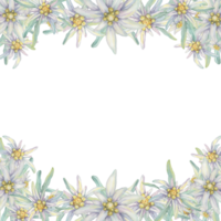 Vorlage mit leer Raum und delweiss Blumen. Hand gezeichnet Aquarell Rahmen Clip Art, Blumen- rustikal Stil im Pastell- Farben. Design zum Postkarte, Einladung, Drucken, Hochzeit, isoliert auf Weiß Hintergrund png