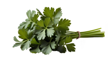 Fresh Parsley Herb Isolated on transparent Background png