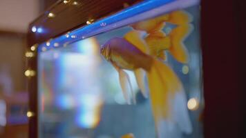 Gold fish. ACTION. A fish swims in an aquarium. Aquarium fish splashing in the water video