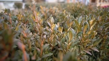 Beautiful grass. ACTION. The camera is level with the ground. The camera cuts the grass in a forward direction. Leaves with shoots video