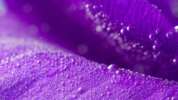 Close up of lilac soft flower surface moving slowly. Stock footage. Blooming flower bud placed underwater. video