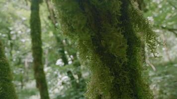 View inside of green jungles, concept of travelling and wild nature. Creative. Summer green trees in a shadow. video