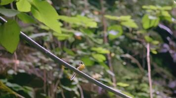 un amarillo pájaro menea sus cola mientras sentado en un rama. creativo. un pájaro se sienta en un rama en el follaje. un hermosa pájaro camina en un rama y menea sus cola video