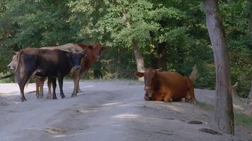 Several cows are walking in the forest. CREATIVE. White-brown cows are walking along the road between the trees. Different cows go forward along the trodden road video