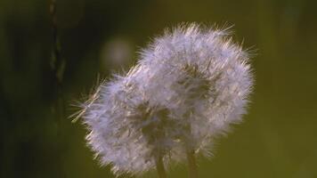 wit paardebloem macro schot. creatief. dichtbij visie van een bloem in een weide. een helder zon schijnt achter een wit paardebloem video