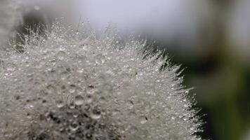 White dandelion macro shot. CREATIVE. Dew drops on a flower. Close view of a flower in a meadow. Behind the white dandelion it's raining video