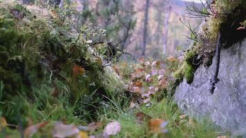 cerca Disparo de césped y hojas. acortar. el cámara se mueve adelante cerca el suelo. allí es un lote de césped y hojas en el verde bosque video