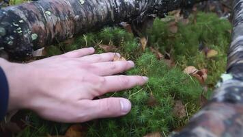 The hand strokes the grass. clip. Man strokes grass and weeds with one hand. In the forest, near a fallen tree, a hand moves over the grass and leaves video