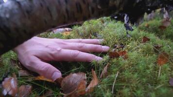 das Hand Schlaganfälle das Gras. Clip. Mann Schlaganfälle Gras und Unkraut mit einer Hand. im das Wald, in der Nähe von ein gefallen Baum, ein Hand bewegt sich Über das Gras und Blätter video