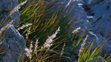 groß grau berge.kreativ.groß Steine bewachsen mit Grün Gras sind beim ein großartig Höhe und das Blau tagsüber Himmel ist sichtbar. video